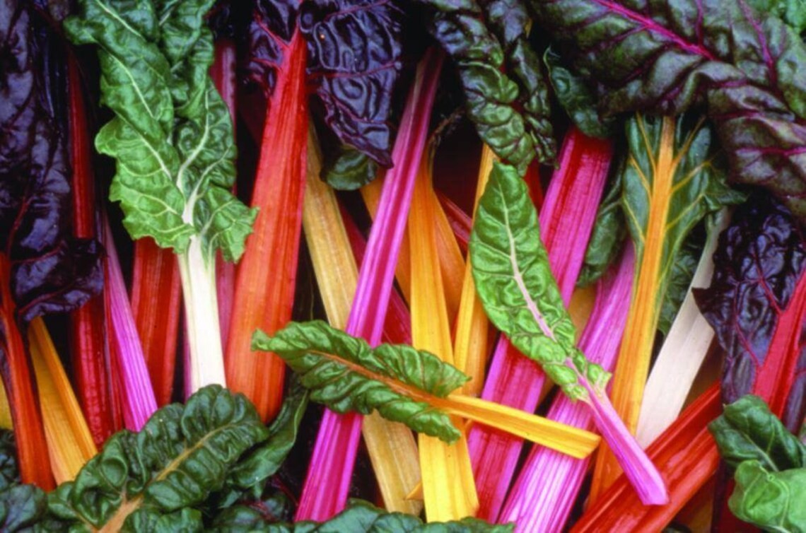 Rainbow Swiss Chard Seeds. USDA Organic. FREE SHIPPING!