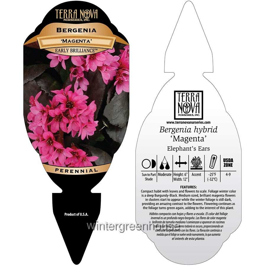 Bergenia, Early Brilliance Magenta, Pigsqueak, Container Size: 4.5″