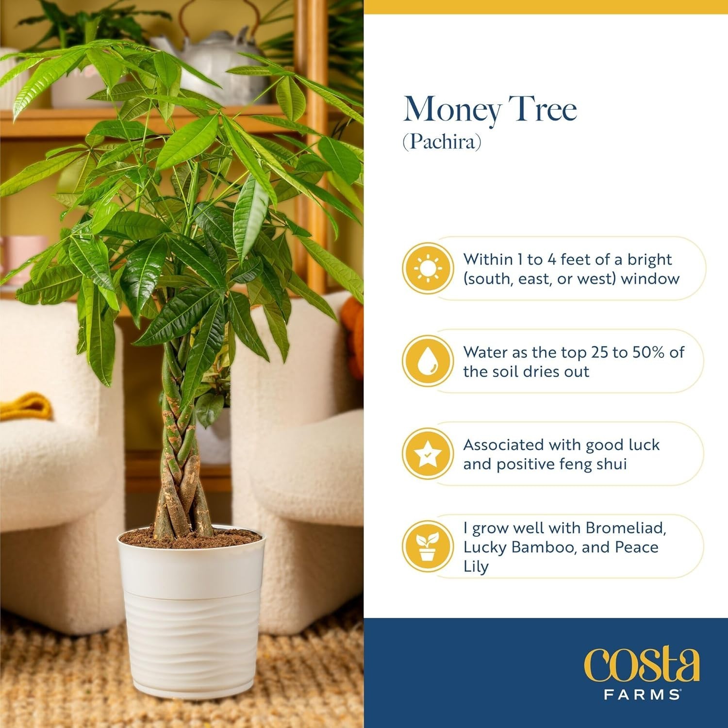 Lucky Money Tree Live Plant, 8-10 Inches Tall, Great for Shelves or Desks