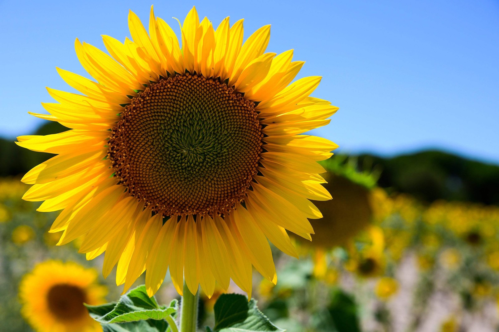 25 EBONY & GOLD SUNFLOWER Helianthus Annuus Flower Seeds