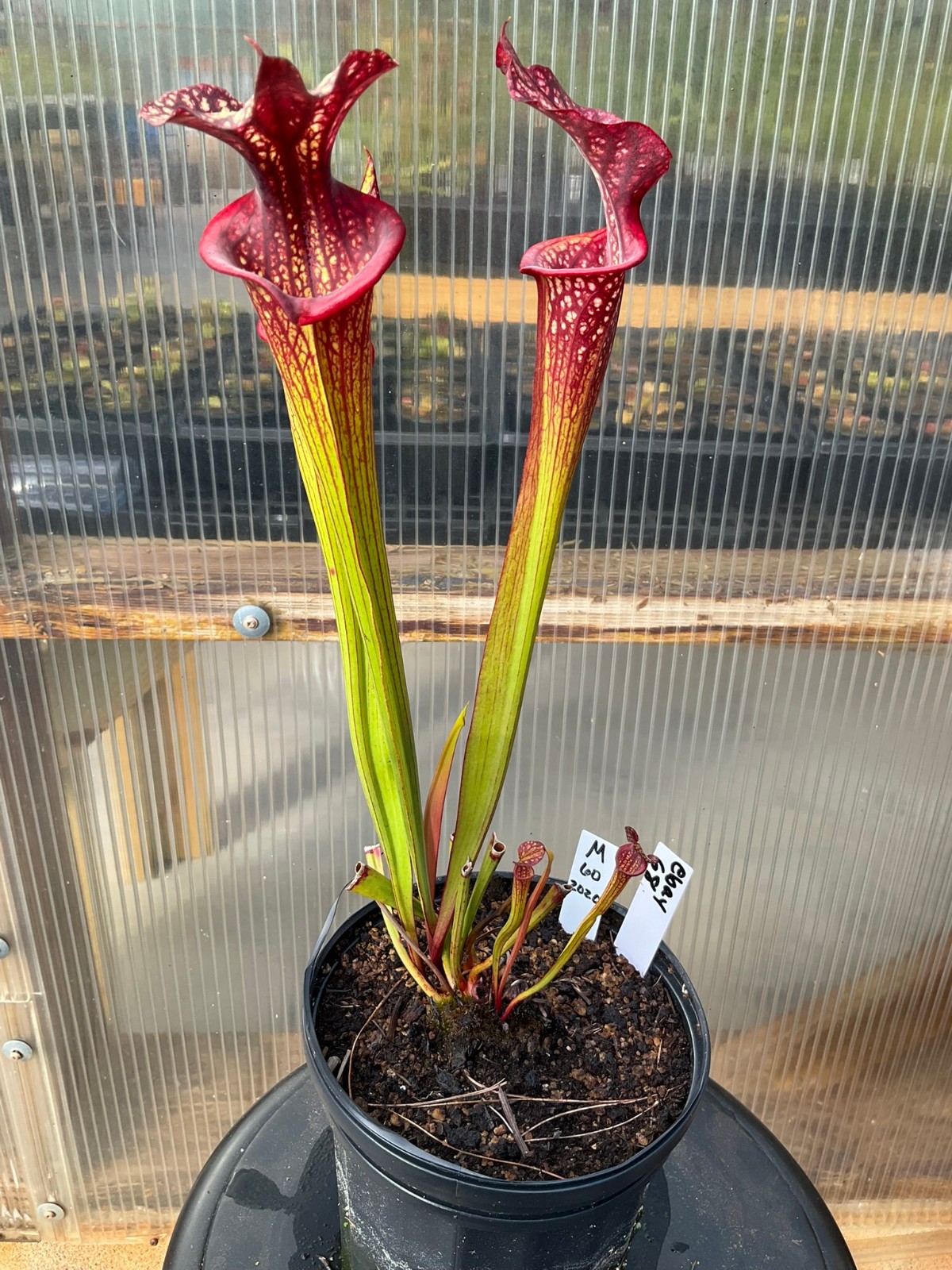 Sarracenia ‘Esme Cowlard’ x (leucophylla Purple Lips x cuprea) OP Exact Plant