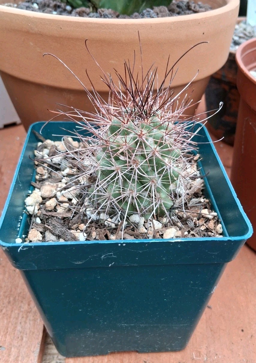 Mammillaria Poselgeri EXOTIC rare Cactus From BAJA MEXICO! Ships In A 4″ Pot!
