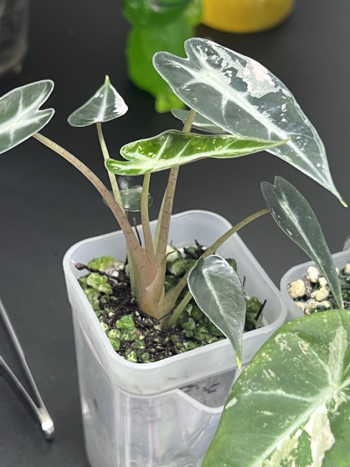Alocasia Starter Bundle