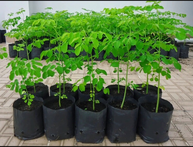Moringa Oleifera Seeds Organic for planting Non GMO