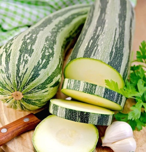 36+COCOZELLE ZUCCHINI Seeds Organic Heirloom Summer Vegetable Garden Container
