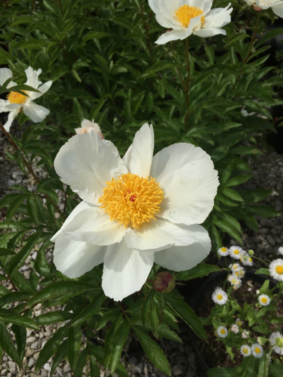 Honey Gold Bareroot Peony, 2-3 Eye, Great for Fall Planting!