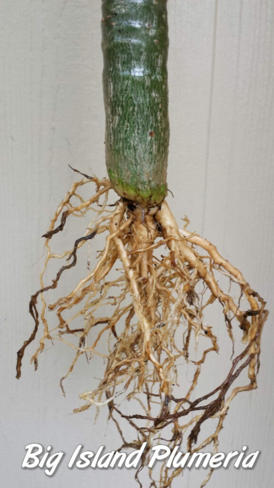 1 year Plumeria Seedlings, Make your own 3-Pack