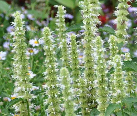 AGASTACHE GIANT HYSSOP WHITE Agastache Mexicana – 200 Bulk Seeds