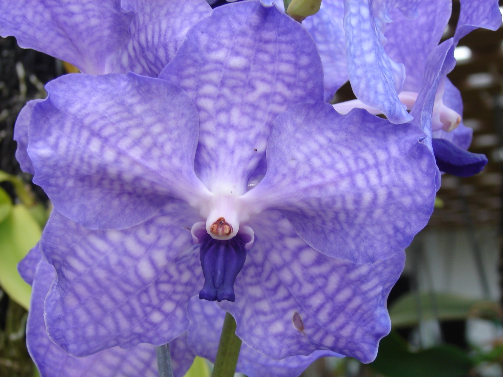 Vanda coerulea Blue Bloom size 3″ basket RARE SPECIES NICE PLANT