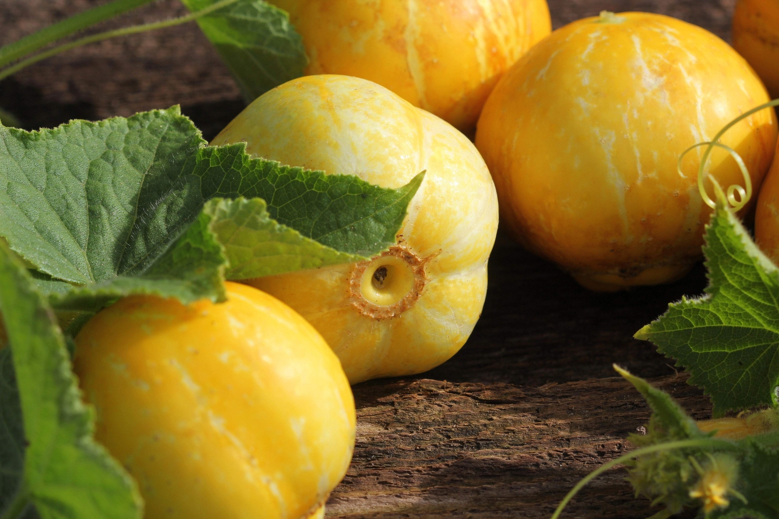 100 LEMON CUCUMBER Cucumis Sativus Fruit Vegetable Seeds *Combined S/H