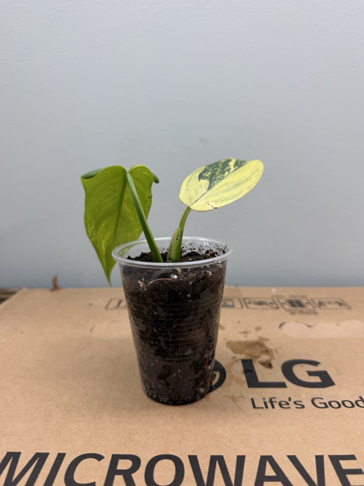 TROPICAL PLANTS / PHILODENDRON,SYNGONIUM / MONSTERA