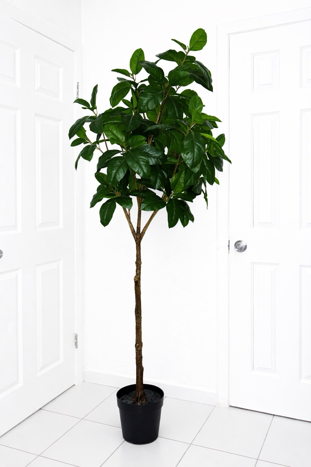 Indoor Potted Broadleaf Green Foliage Tree Plant with Flower Pot for Any Room