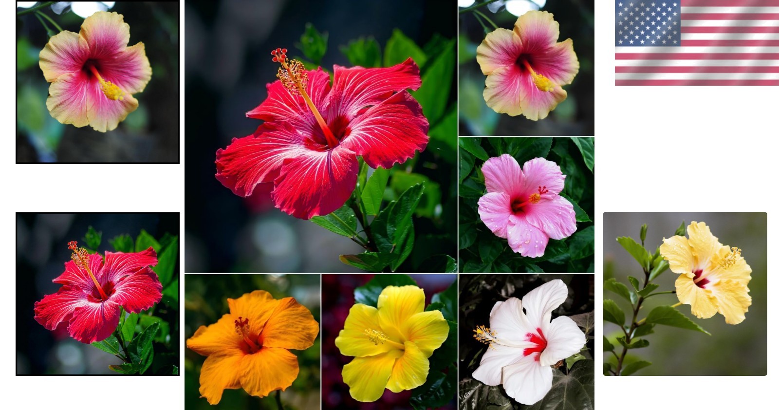 199+ Mixed Perennial Hibiscus Flower Seeds for Planting – Fresh Hardy Hibiscus E