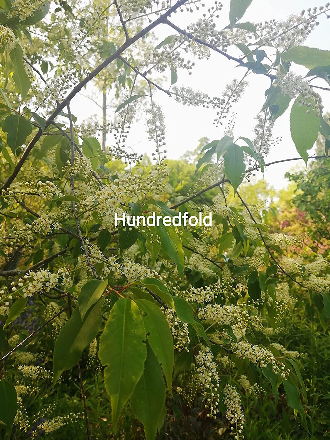 Black Cherry Tree 10 Seeds Prunus serotina Canada Native Wild Black Cherry Rum