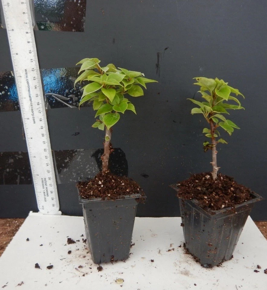 Torch Glow Bougainvillea -SMALL ROOTED STARTER Plant