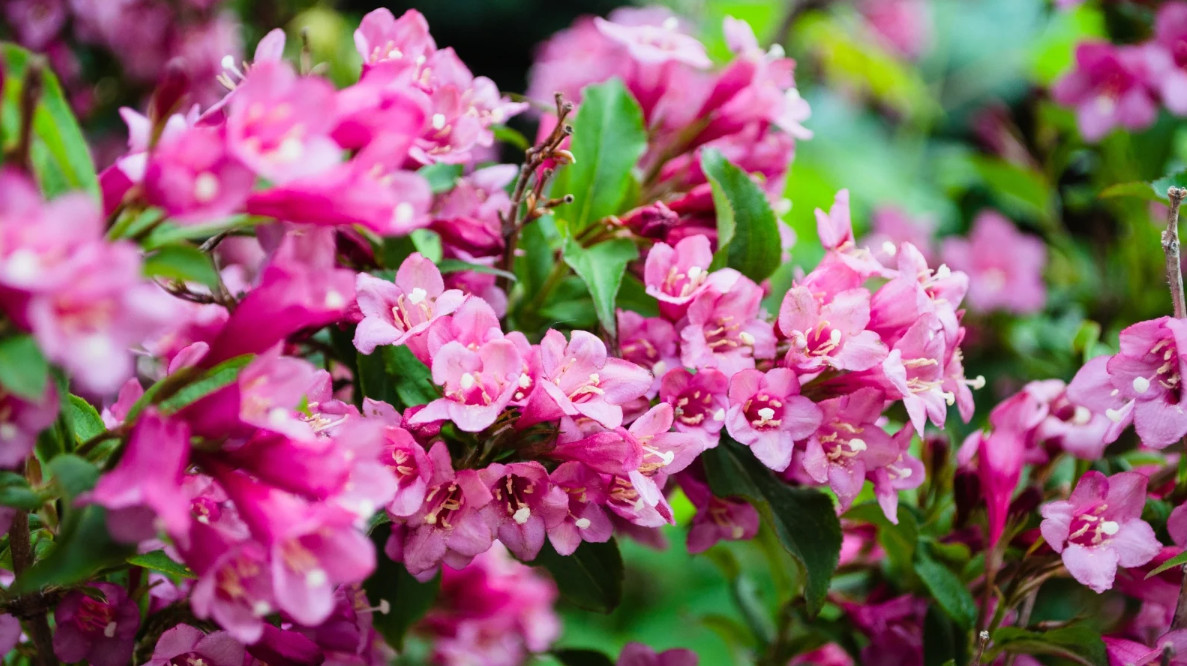 2 Live Pink Weigela Plant, Florida Weigela, 6–12” Tall, 4” Pot, Flowering Shrub