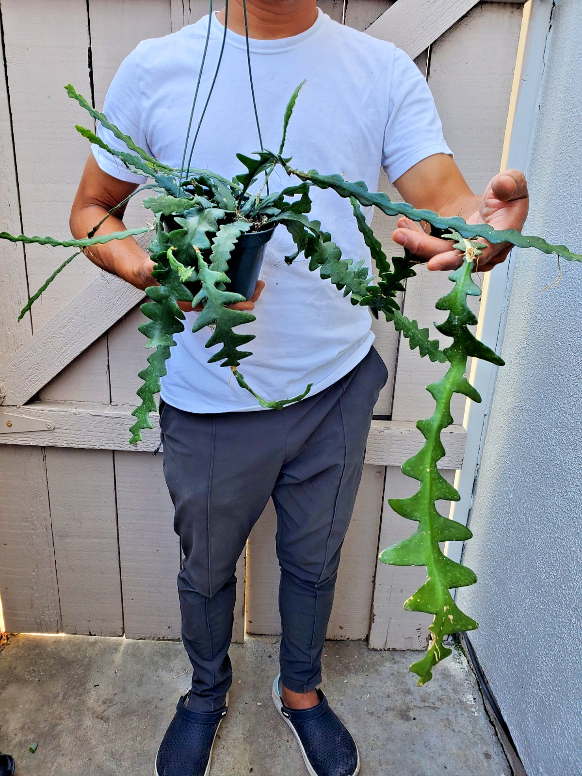 Cryptocereus anguliger Ric Rac Fishbone Cactus Succulent