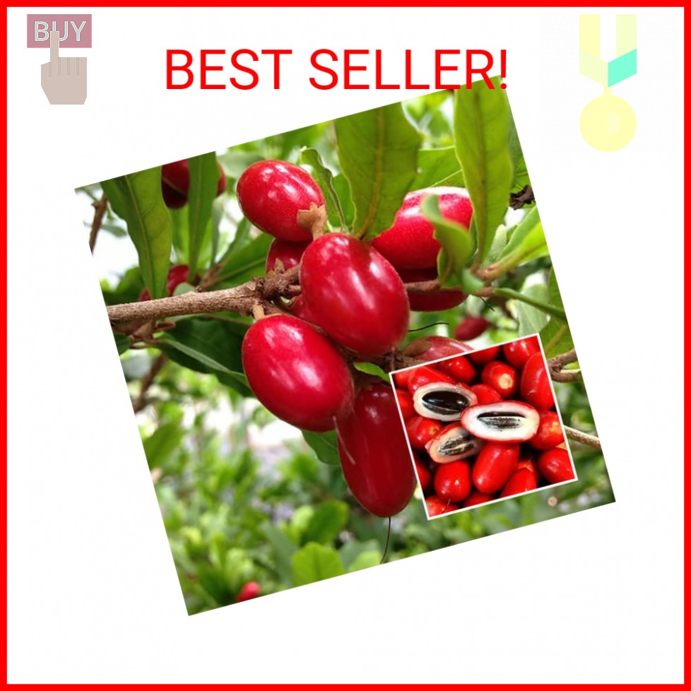 Miracle Berry Seeds – 35 Count – Fresh Synsepalum dulcificum Tropical Fruit Seed