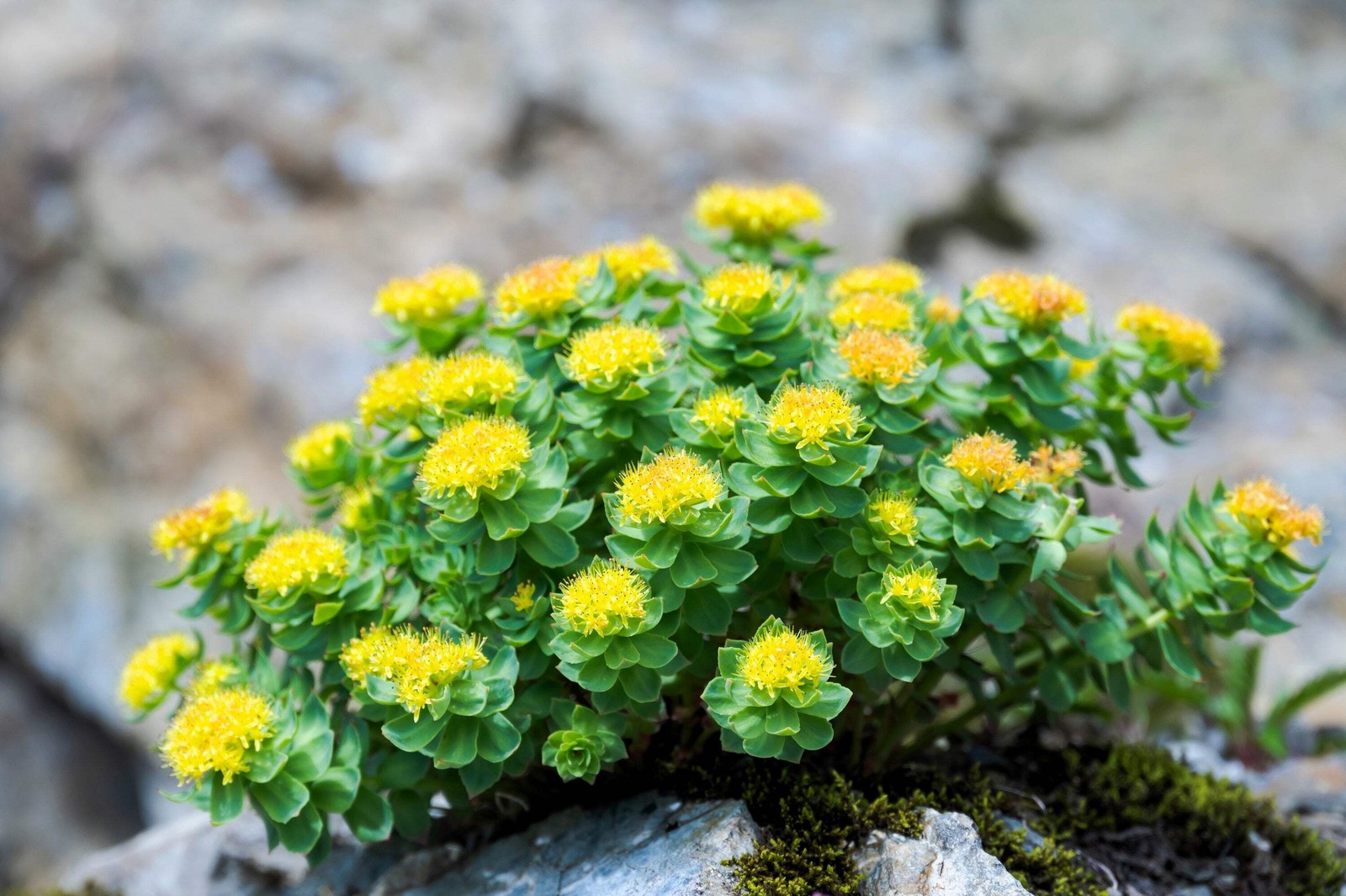 25 ROSEROOT STONECROP Golden Rose Root Sedum Rhodiola Rosea Yellow Flower Seeds