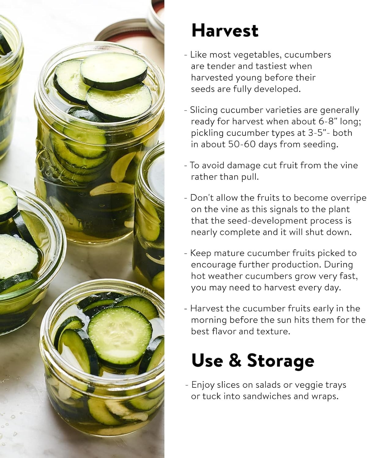 Straight Eight Heirloom Cucumber Seeds – 200 Non-GMO, Organic & Easy to Grow
