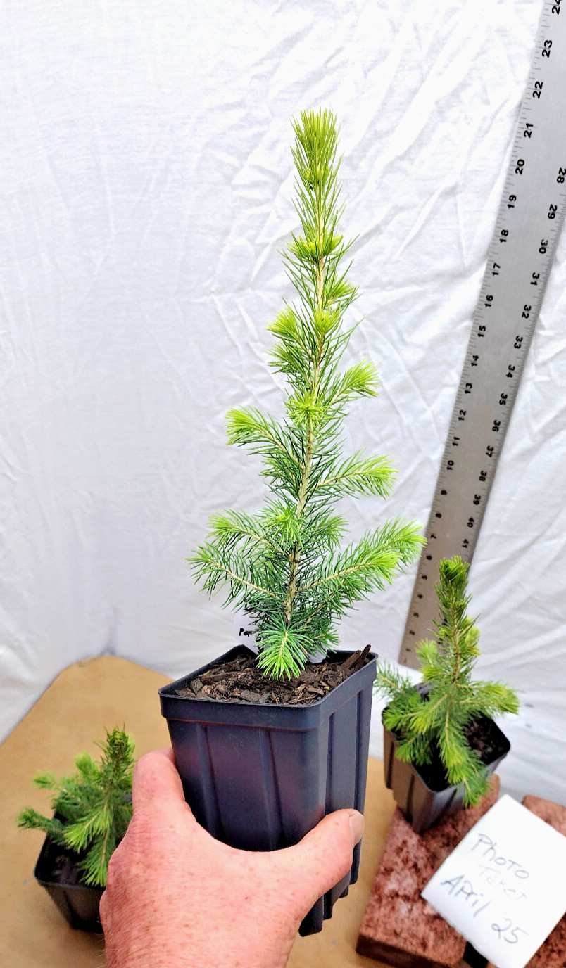 Black Hills Spruce 2 year old tree. Picea glanca var densata. mariana.