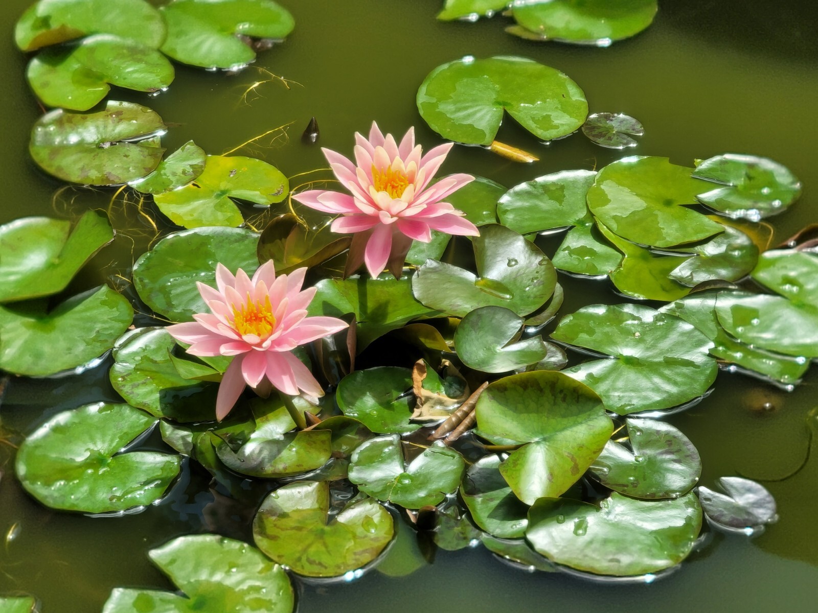 Live Nymphaea Hardy Hawaiian Angelskin Waterlily Aquatic Pond Plant with Rhizome