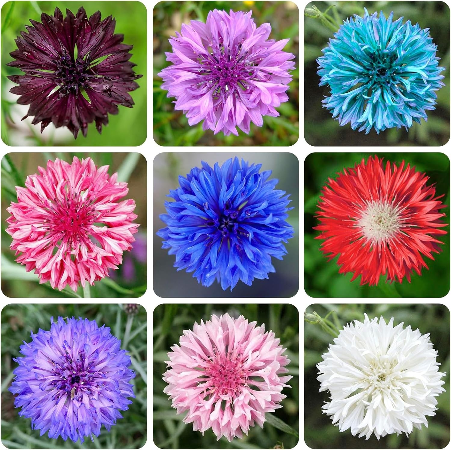 3200+ Mix Cornflower Seeds for Planting – Non-GMO Bachelor Button Flower Seeds G
