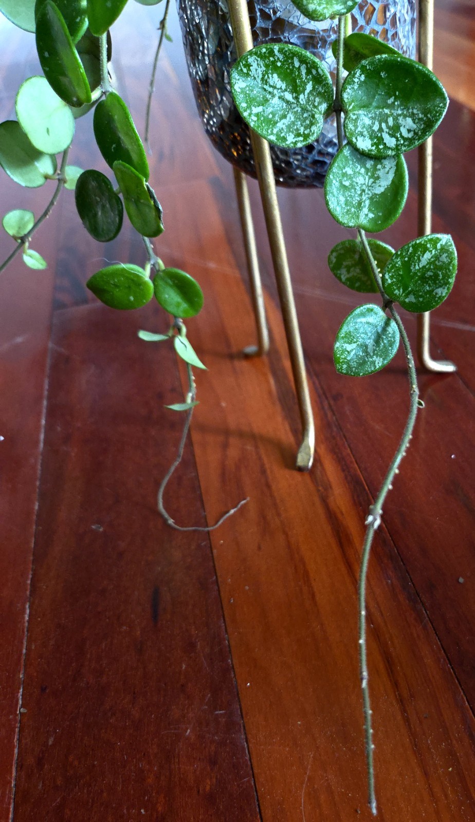 RARE Hoya Splashy Carnosa X Serpens 18″ Long No Monstera Philodendron Anthurium
