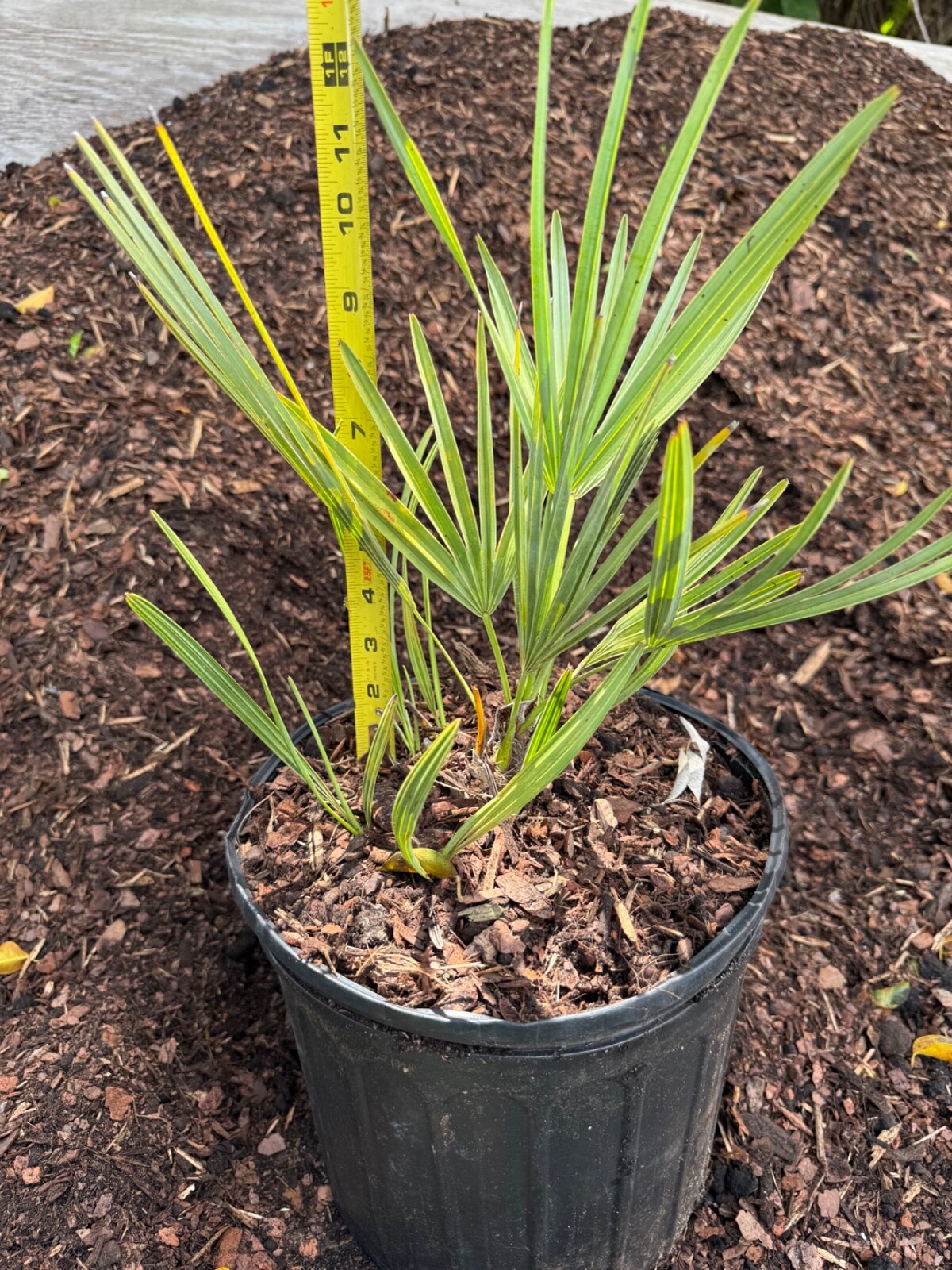 3 gal Silver saw palmetto plant 12” tall