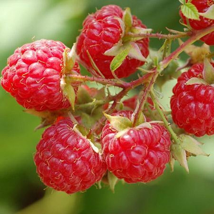 Heritage Raspberry Seeds The award-winning produce Berry Twice Per Year.
