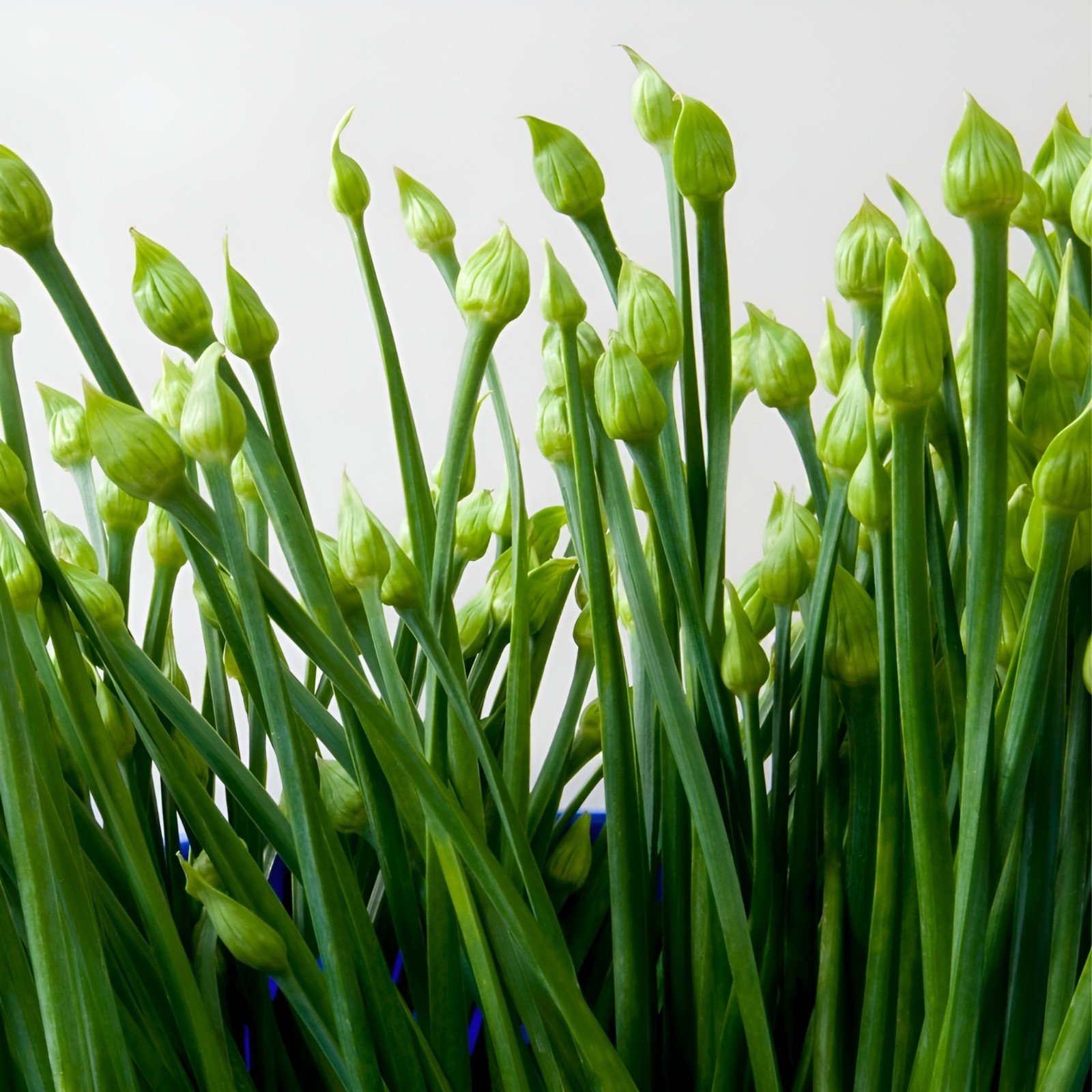 500 Heirloom Organic Garlic Chive Seeds Allium tuberosun Non-GMO Perennial Herb