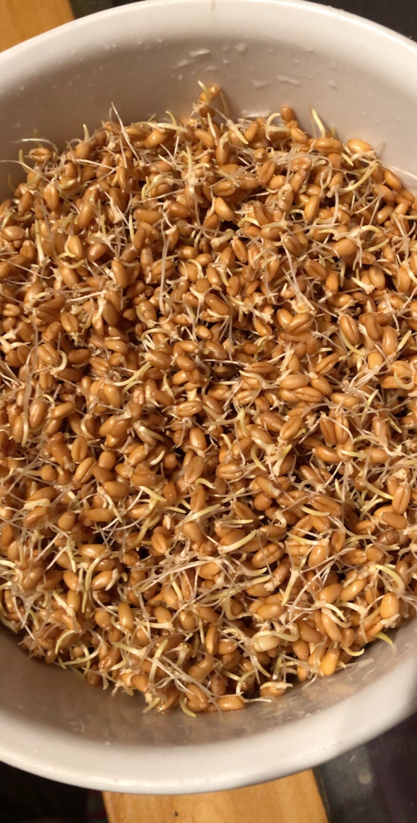 -2LBS-WHEATGRASS(SEED)HARD-RED-WINTER WHEAT NON-GMO VERY HIGH GERMINATION RATE!!