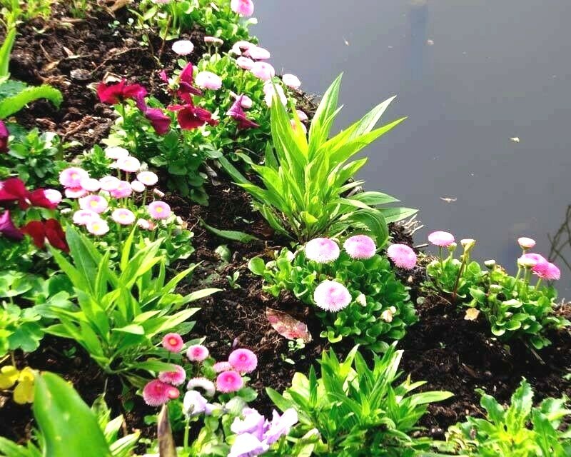 401+ENGLISH DAISY MIX Flower Seeds European Wildflower Early Blooms Groundcover