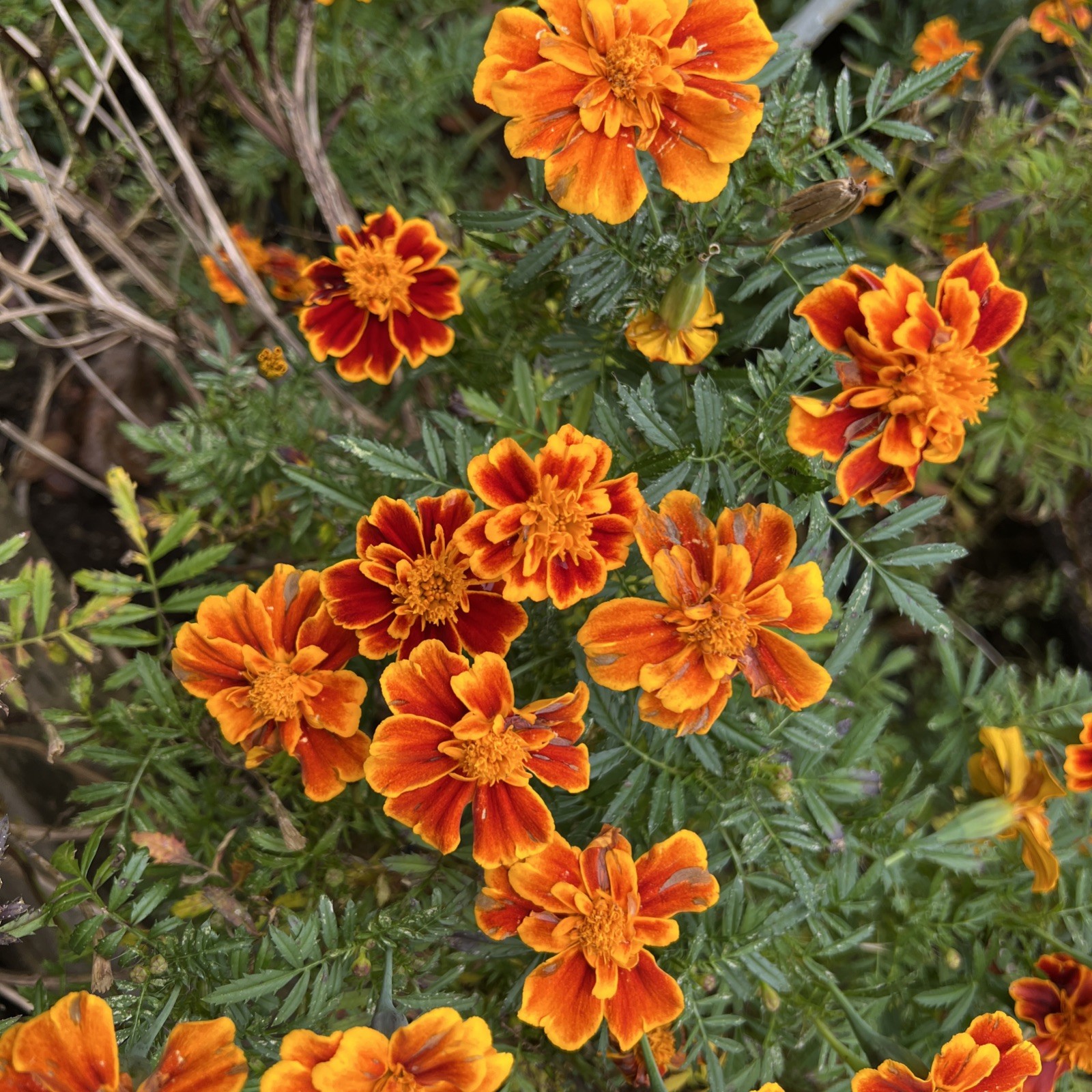 Beautiful Marigold SEEDS flower GARDEN annuals Orange Yellow 1000 seeds