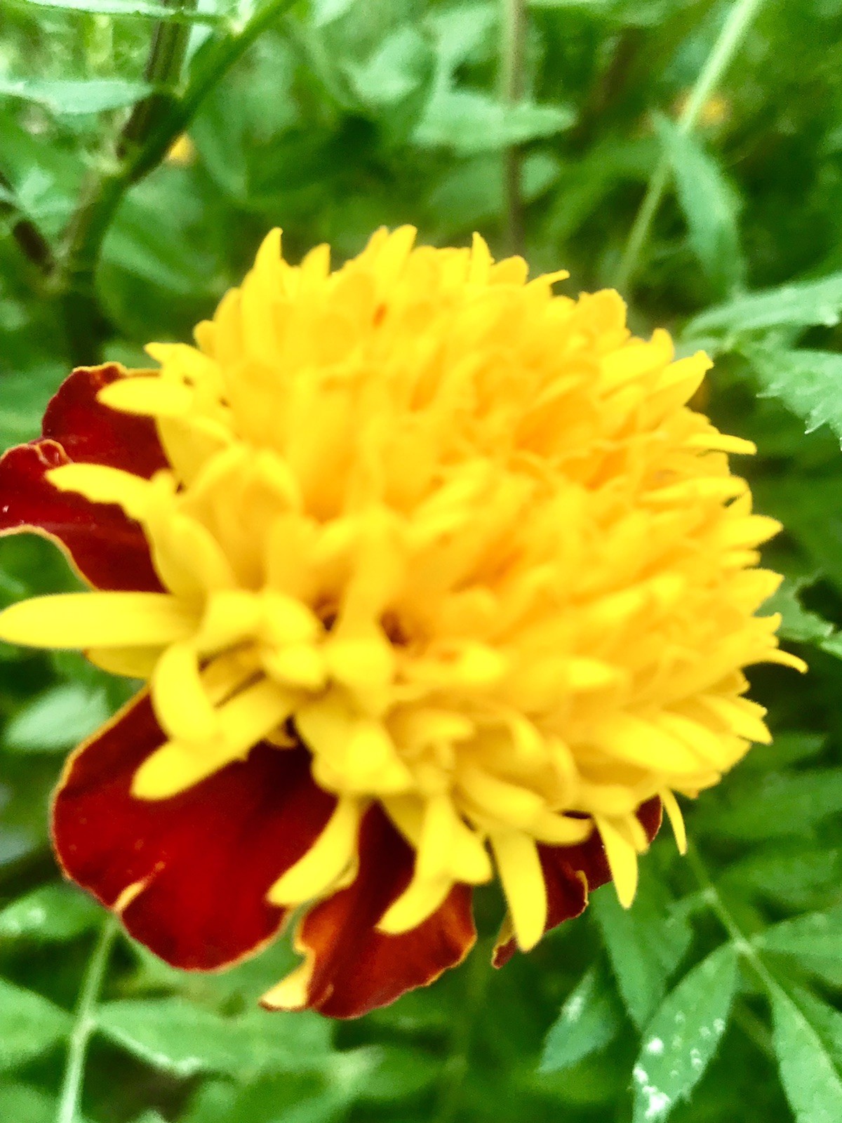 FRENCH MARIGOLD Tall.30-33 “ New. 1000+. Seeds