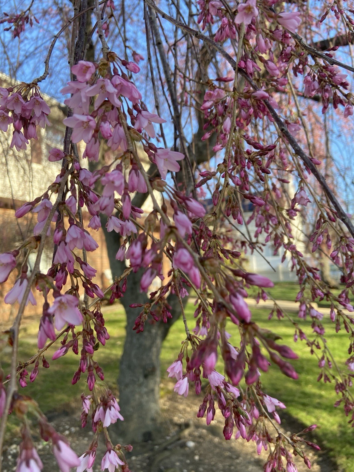 PINK Japanese Weeping Cherry Tree Rooted Plant Hardy LIVE PLANT 6 -8 inches Tall