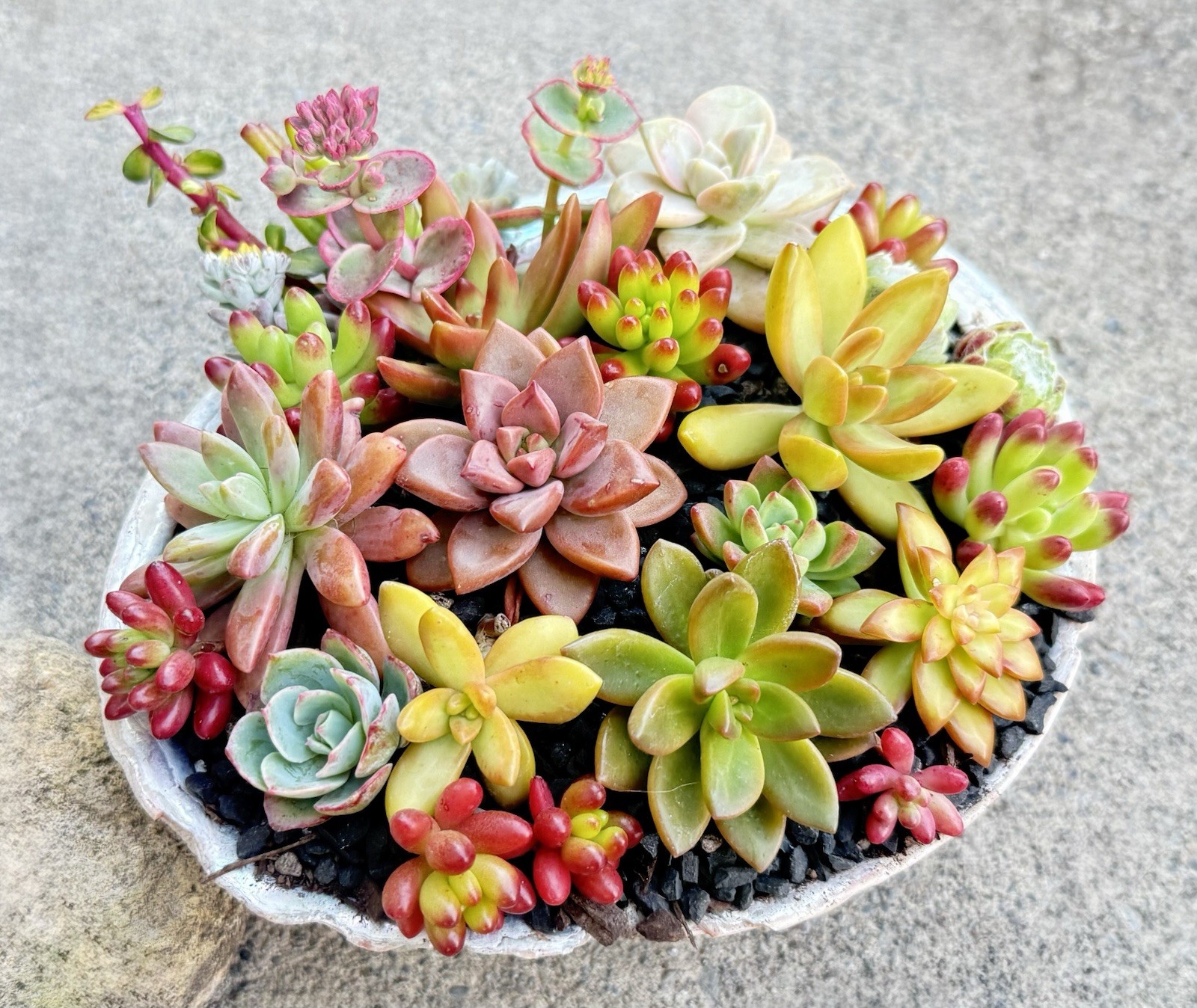 10 Beautiful, Colorful Healthy Rosette Succulent Cuttings Plus Extras FREE SHIP