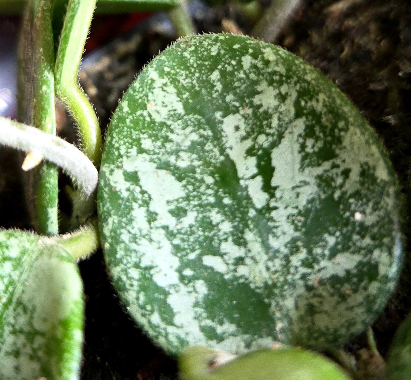 RARE Hoya Splashy Carnosa X Serpens 18″ Long No Monstera Philodendron Anthurium
