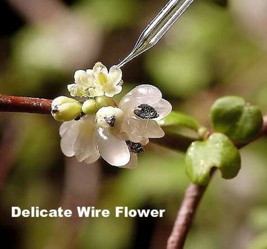 Muehlenbeckia Biblical Angel Vine Live Houseplant Terrarium Fairy Garden 2.5″Pot