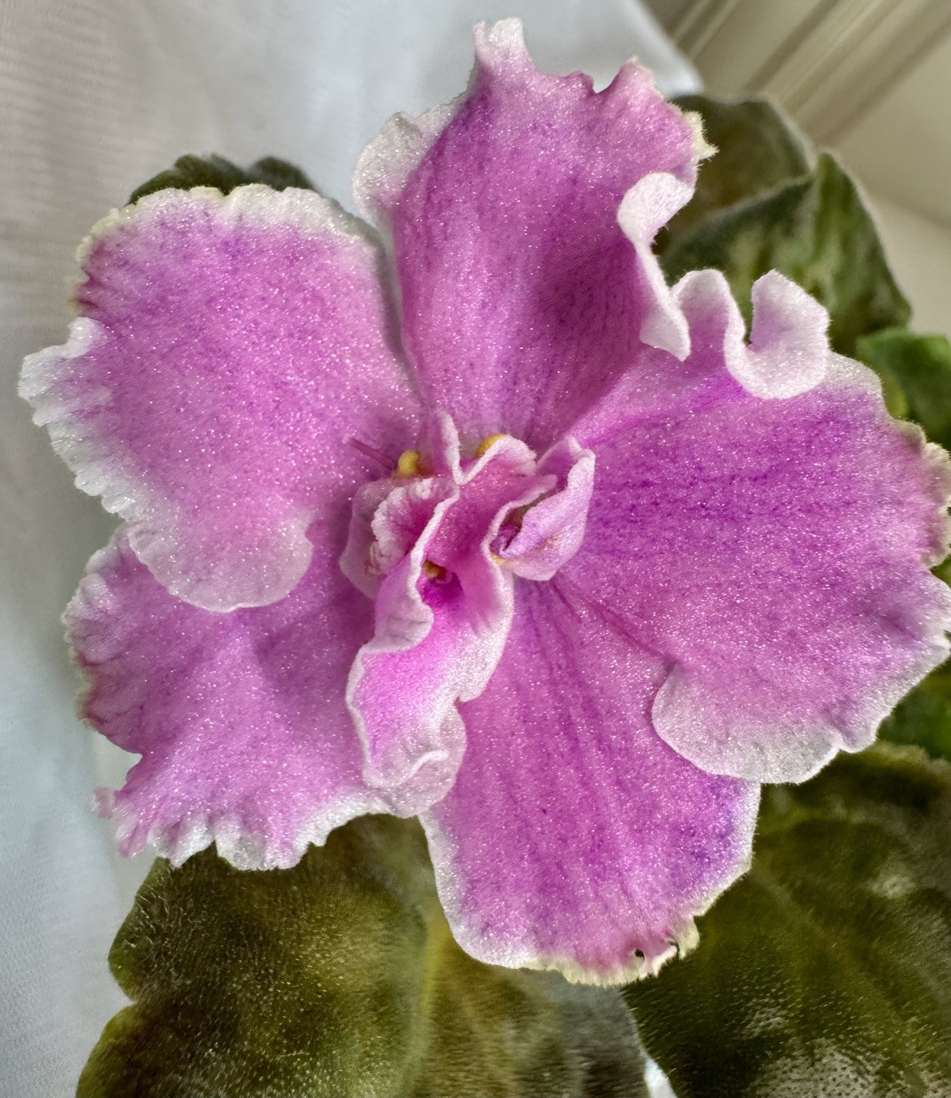 African Violet Plant EK Bright Kimono