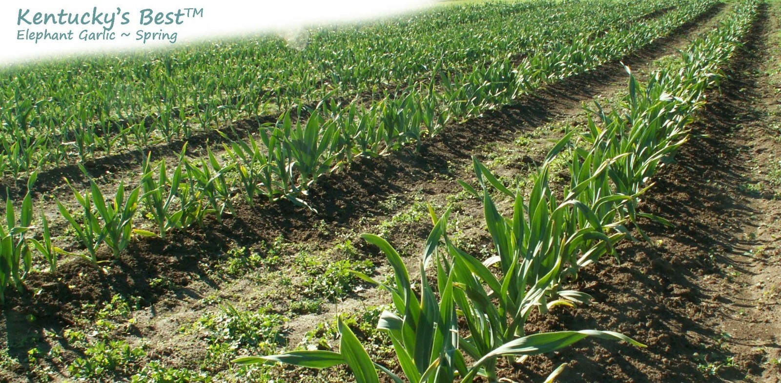 Kentucky’s Best Elephant Garlic SEEDS: 25 BULBILS (Corms, Korms, Bulblets)