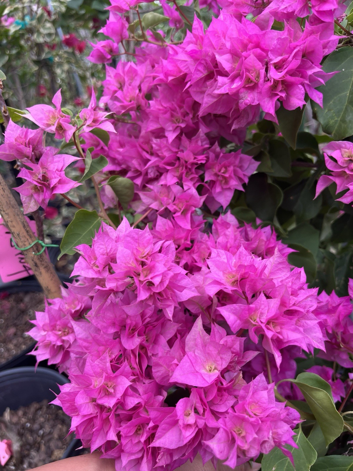Doubld Petals Pink Bougainvillea 3 Gallon Pot 30 in Tall