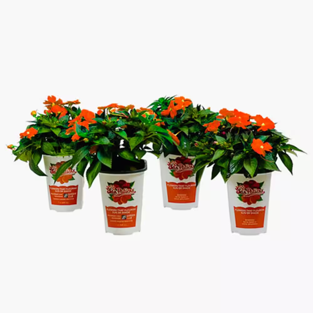 1 Qt. Compact Orange Sunpatiens Impatiens Outdoor Annual Plant with Orange Flowe