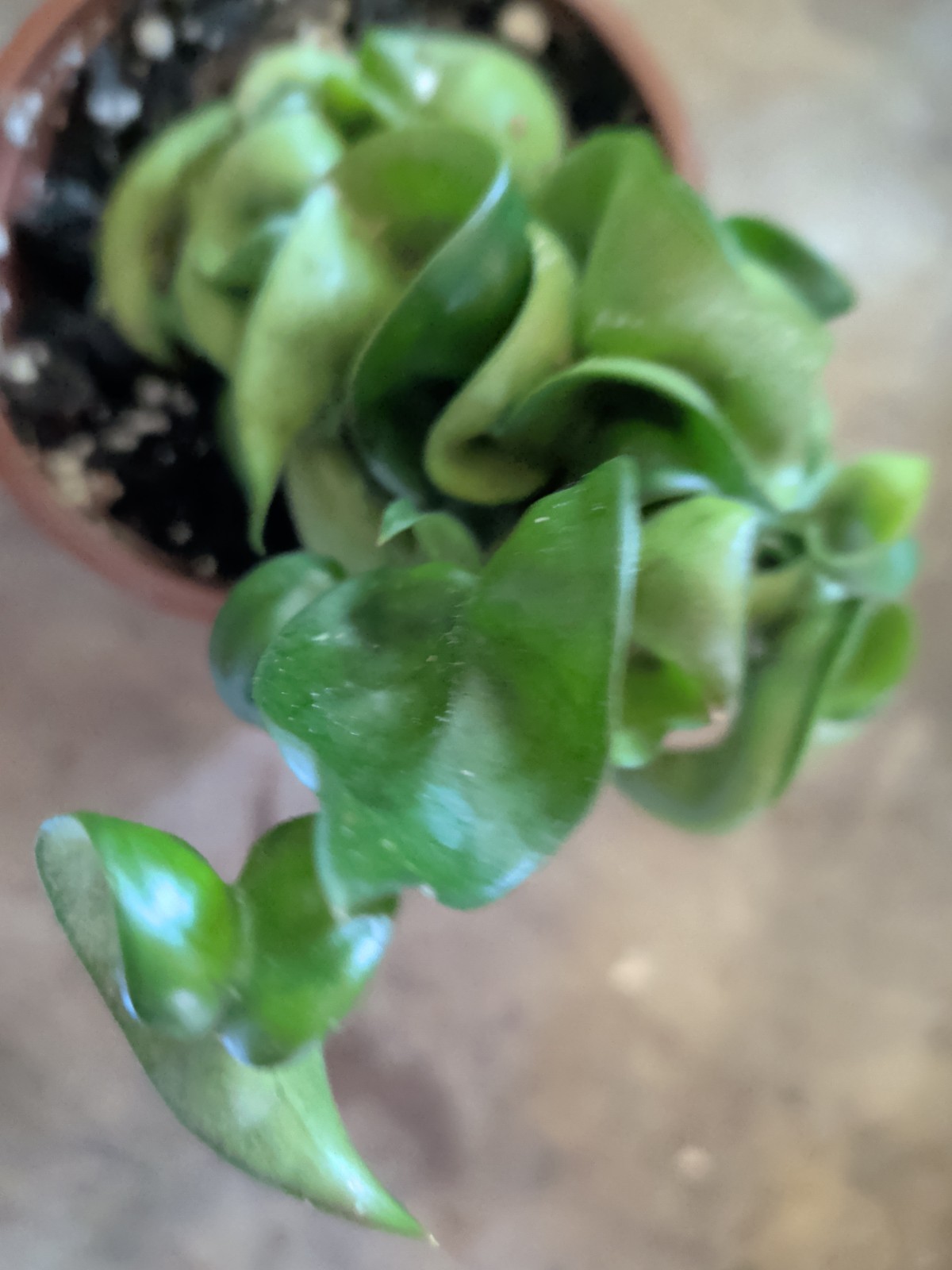 Hoya Collection 1 Hindu Rope 1 Krimson Princess 1 Publicalyx Splash In 3″ Pots