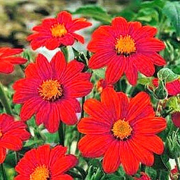 100 Seeds, Mexican Sunflower Seeds – Red B145, Home Garden DIY