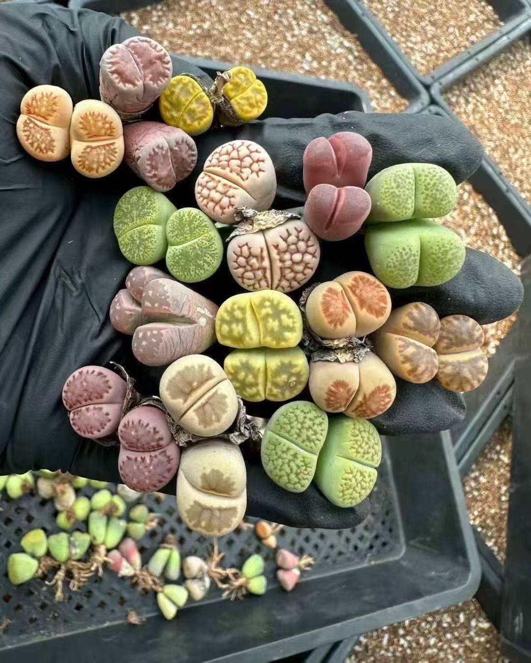 5 Assorted double-head Lithops (Living Stones) 6 years old/mix/bare root