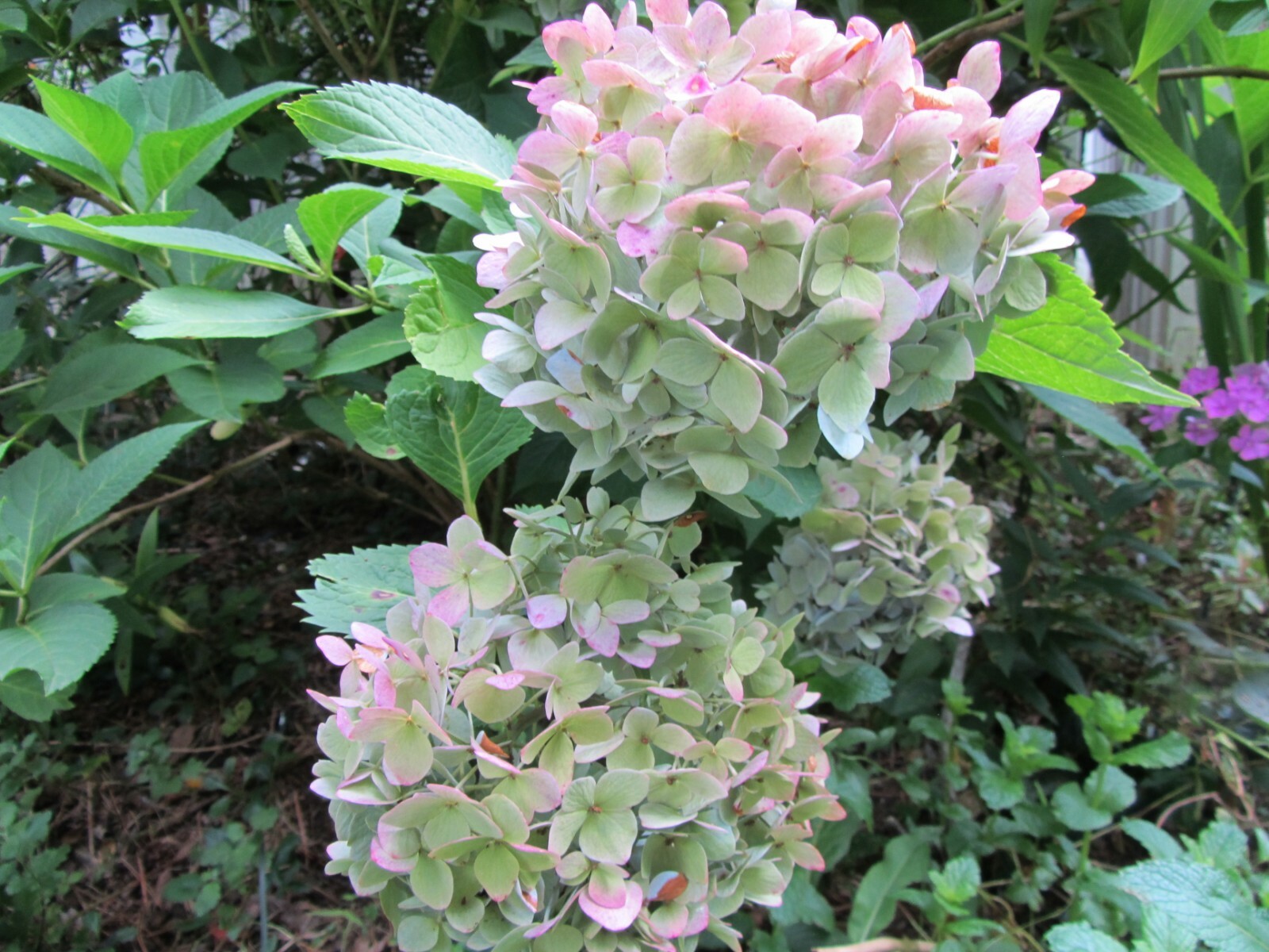 2 Fresh Cuttings Endless Summer – Hydrangea Reblooming Blue, Purple Pink Green