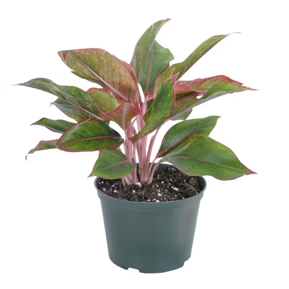 Aglaonema Sapphire Suzanne Live Plant in 6 Inch Grower Pot