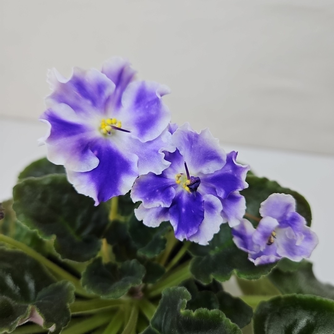 WHITE SAIL Standard Named African Violet Mature Size Blueish And White Flowers
