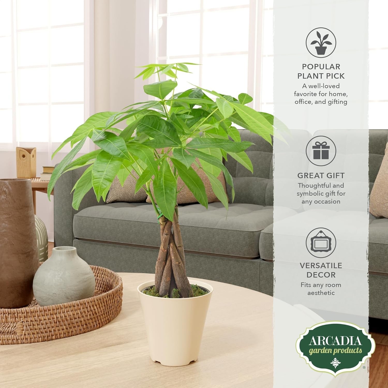 Live Braided Money Tree Pachira Aquatica Indoor Houseplant in Arcadia Garden …